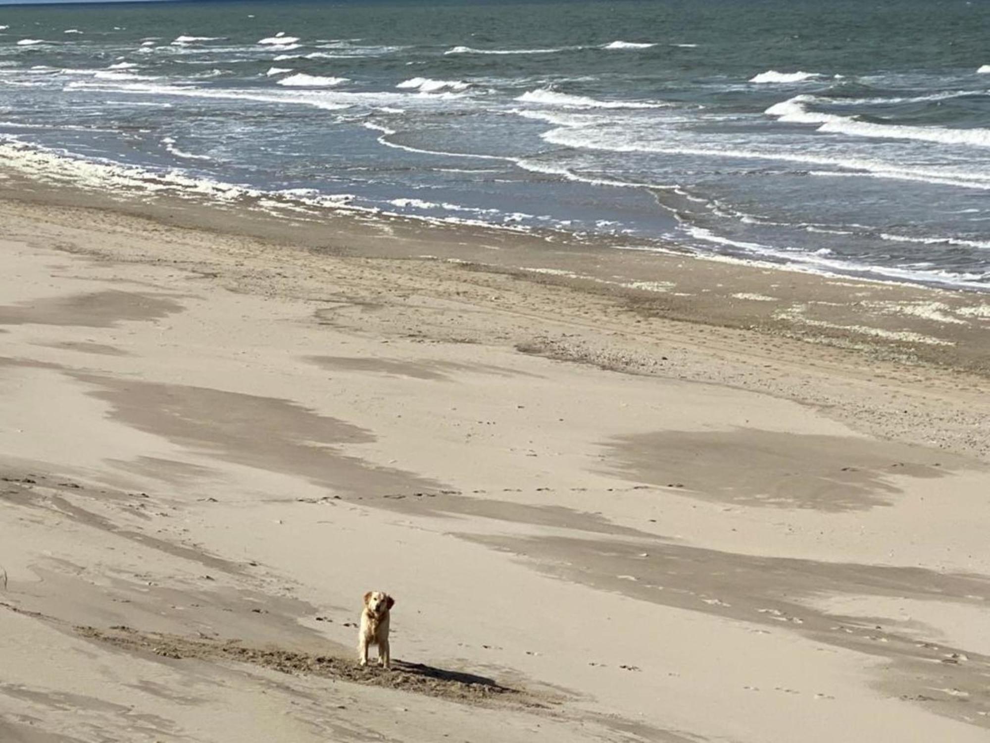 Natur Pur, O4 Neues Ferienhaus Natureingebunden, Familien- Und Hundefreundlich Eingezaeunt Callantsoog Extérieur photo